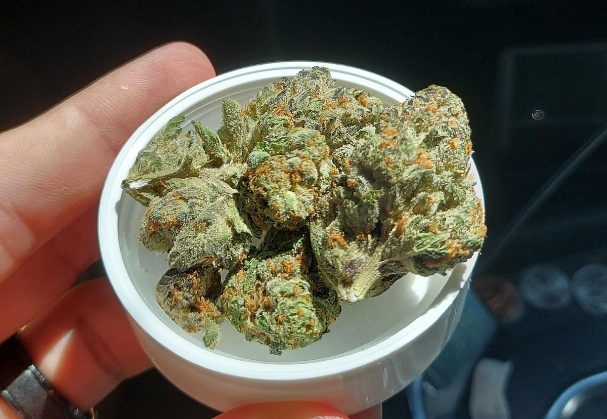 Lady Madonna strain review